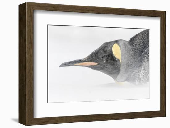 Falkland Islands, South Atlantic. King Penguin Portrait on Beach-Martin Zwick-Framed Photographic Print