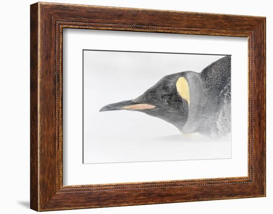 Falkland Islands, South Atlantic. King Penguin Portrait on Beach-Martin Zwick-Framed Photographic Print