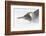 Falkland Islands, South Atlantic. King Penguin Portrait on Beach-Martin Zwick-Framed Photographic Print