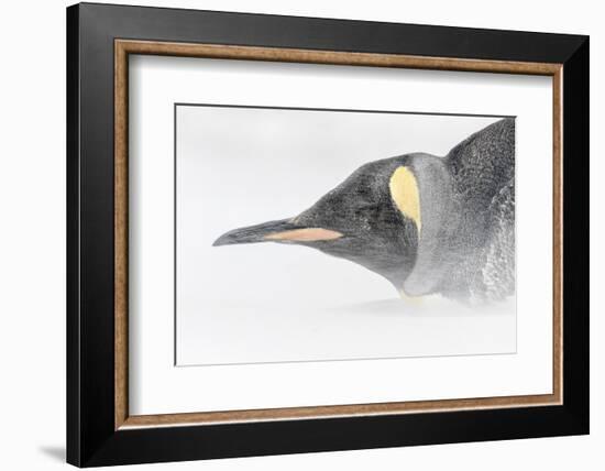 Falkland Islands, South Atlantic. King Penguin Portrait on Beach-Martin Zwick-Framed Photographic Print