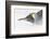 Falkland Islands, South Atlantic. King Penguin Portrait on Beach-Martin Zwick-Framed Photographic Print