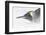 Falkland Islands, South Atlantic. King Penguin Portrait on Beach-Martin Zwick-Framed Photographic Print