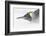 Falkland Islands, South Atlantic. King Penguin Portrait on Beach-Martin Zwick-Framed Photographic Print