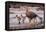 Falkland Islands, Upland Goose and Chicks Walking on a Beach-Janet Muir-Framed Premier Image Canvas