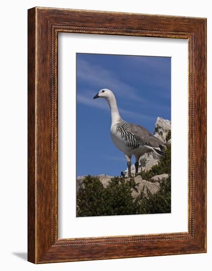 Falkland Islands, Upland Goose-Janet Muir-Framed Photographic Print