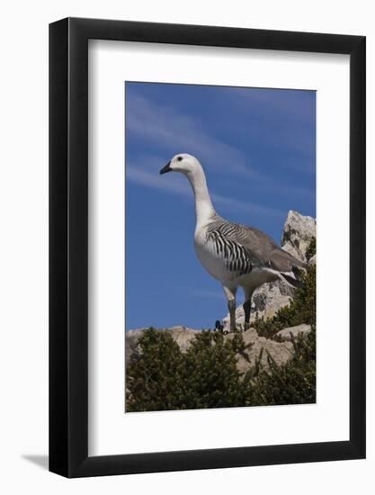 Falkland Islands, Upland Goose-Janet Muir-Framed Photographic Print