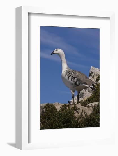 Falkland Islands, Upland Goose-Janet Muir-Framed Photographic Print