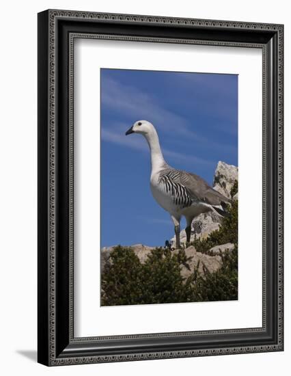 Falkland Islands, Upland Goose-Janet Muir-Framed Photographic Print