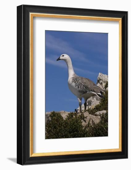 Falkland Islands, Upland Goose-Janet Muir-Framed Photographic Print