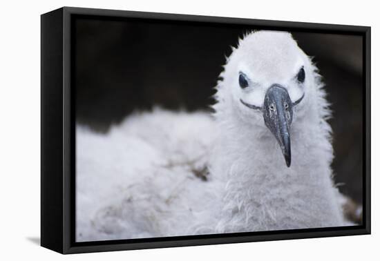 Falkland Islands. West Point Island. Black Browed Albatross Chick-Inger Hogstrom-Framed Premier Image Canvas