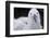 Falkland Islands. West Point Island. Black Browed Albatross Chick-Inger Hogstrom-Framed Photographic Print