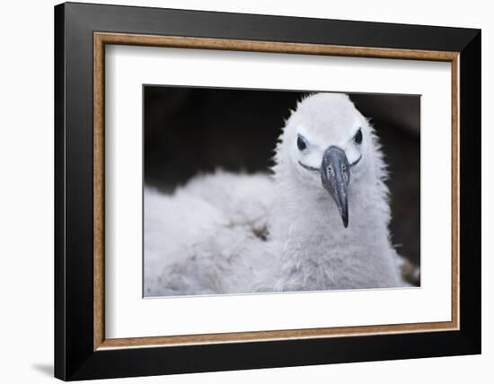 Falkland Islands. West Point Island. Black Browed Albatross Chick-Inger Hogstrom-Framed Photographic Print