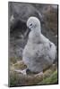 Falkland Islands. West Point Island. Black Browed Albatross Chick-Inger Hogstrom-Mounted Photographic Print