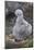 Falkland Islands. West Point Island. Black Browed Albatross Chick-Inger Hogstrom-Mounted Photographic Print