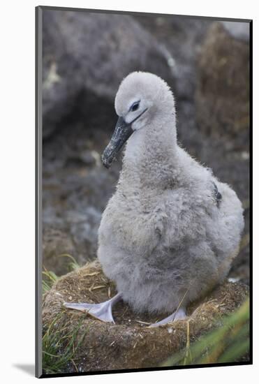 Falkland Islands. West Point Island. Black Browed Albatross Chick-Inger Hogstrom-Mounted Photographic Print