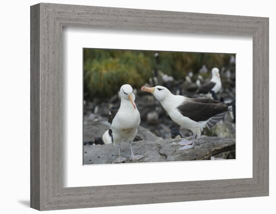 Falkland Islands. West Point Island. Black Browed Albatross Mating-Inger Hogstrom-Framed Photographic Print