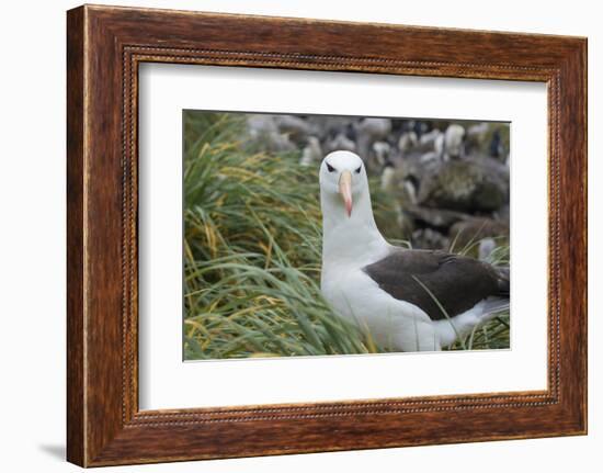 Falkland Islands. West Point Island. Black Browed Albatross-Inger Hogstrom-Framed Photographic Print