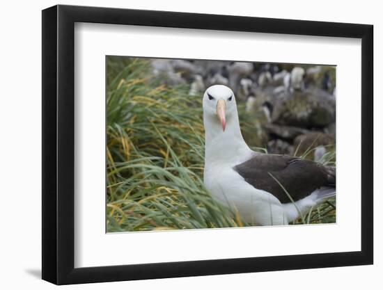 Falkland Islands. West Point Island. Black Browed Albatross-Inger Hogstrom-Framed Photographic Print