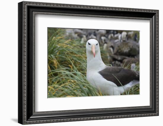 Falkland Islands. West Point Island. Black Browed Albatross-Inger Hogstrom-Framed Photographic Print