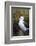 Falkland Islands. West Point Island. Black Browed Albatross-Inger Hogstrom-Framed Photographic Print