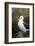 Falkland Islands. West Point Island. Black Browed Albatross-Inger Hogstrom-Framed Photographic Print