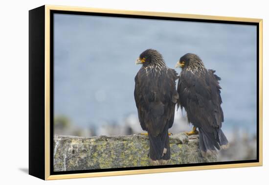 Falkland Islands. West Point Island. Striated Caracara Pair-Inger Hogstrom-Framed Premier Image Canvas