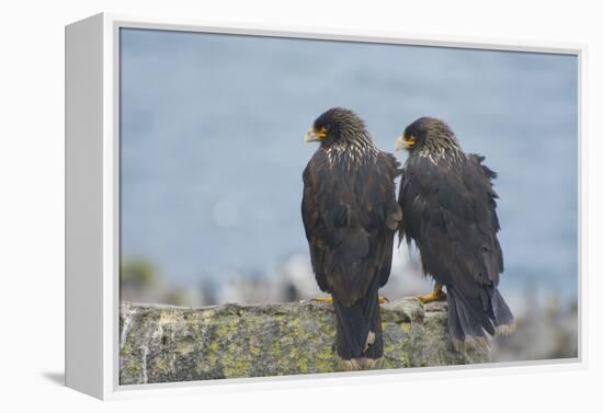 Falkland Islands. West Point Island. Striated Caracara Pair-Inger Hogstrom-Framed Premier Image Canvas