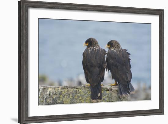 Falkland Islands. West Point Island. Striated Caracara Pair-Inger Hogstrom-Framed Photographic Print