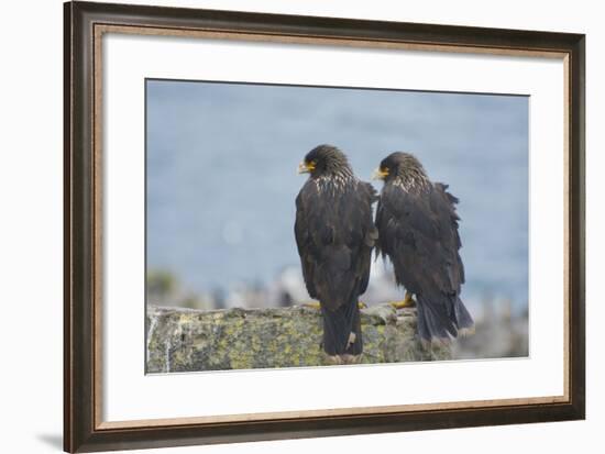 Falkland Islands. West Point Island. Striated Caracara Pair-Inger Hogstrom-Framed Photographic Print