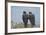 Falkland Islands. West Point Island. Striated Caracara Pair-Inger Hogstrom-Framed Photographic Print