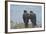 Falkland Islands. West Point Island. Striated Caracara Pair-Inger Hogstrom-Framed Photographic Print