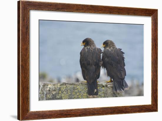 Falkland Islands. West Point Island. Striated Caracara Pair-Inger Hogstrom-Framed Photographic Print