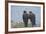 Falkland Islands. West Point Island. Striated Caracara Pair-Inger Hogstrom-Framed Photographic Print