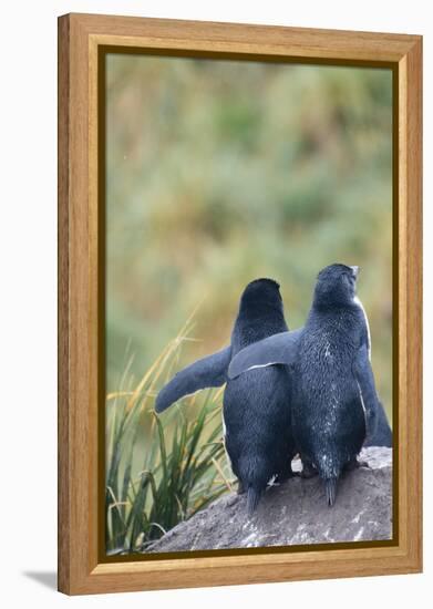 Falkland Islands. West Point Island-Inger Hogstrom-Framed Premier Image Canvas