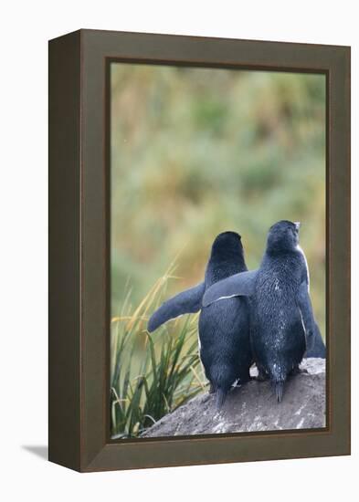 Falkland Islands. West Point Island-Inger Hogstrom-Framed Premier Image Canvas