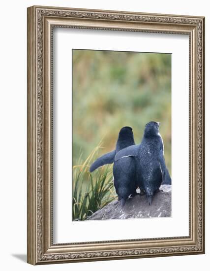 Falkland Islands. West Point Island-Inger Hogstrom-Framed Photographic Print