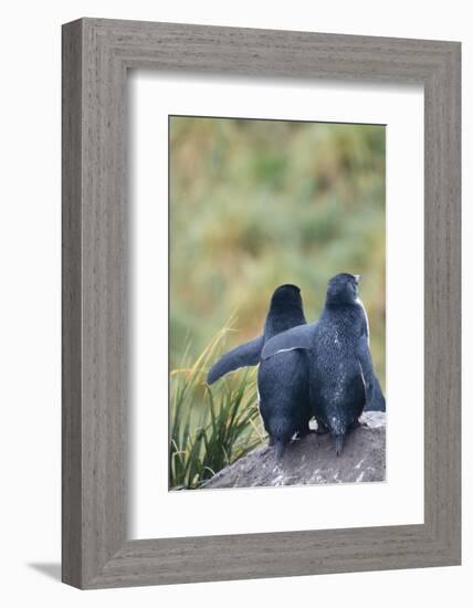 Falkland Islands. West Point Island-Inger Hogstrom-Framed Photographic Print