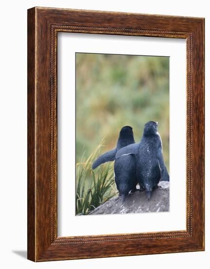 Falkland Islands. West Point Island-Inger Hogstrom-Framed Photographic Print