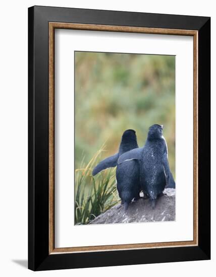 Falkland Islands. West Point Island-Inger Hogstrom-Framed Photographic Print