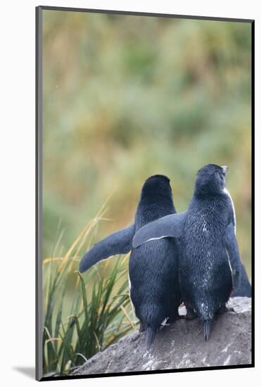 Falkland Islands. West Point Island-Inger Hogstrom-Mounted Photographic Print