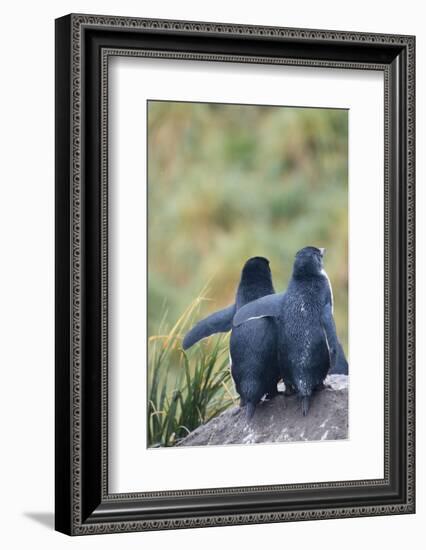 Falkland Islands. West Point Island-Inger Hogstrom-Framed Photographic Print