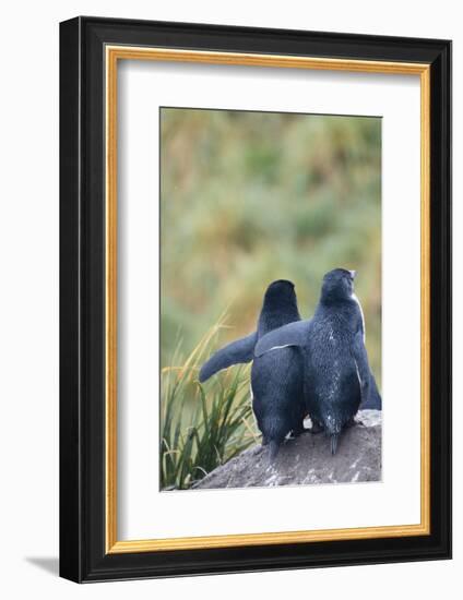Falkland Islands. West Point Island-Inger Hogstrom-Framed Photographic Print