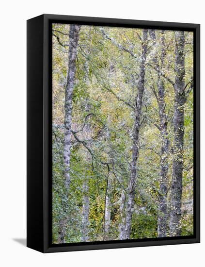 Fall Arriving 2-Doug Chinnery-Framed Premier Image Canvas