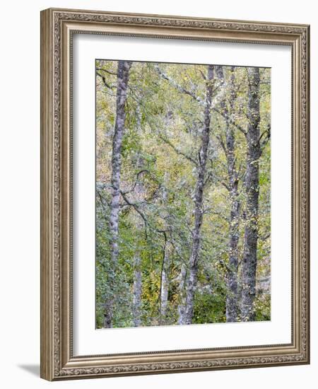 Fall Arriving 2-Doug Chinnery-Framed Photographic Print