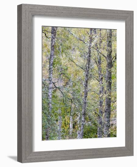 Fall Arriving 2-Doug Chinnery-Framed Photographic Print