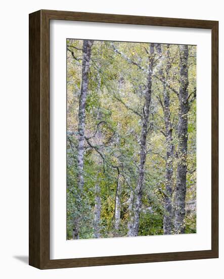 Fall Arriving 2-Doug Chinnery-Framed Photographic Print