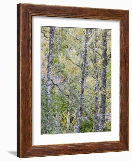 Fall Arriving 2-Doug Chinnery-Framed Photographic Print