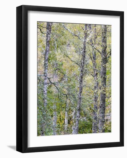 Fall Arriving 2-Doug Chinnery-Framed Photographic Print