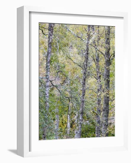 Fall Arriving 2-Doug Chinnery-Framed Photographic Print