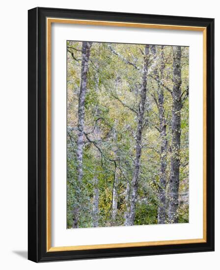 Fall Arriving 2-Doug Chinnery-Framed Photographic Print